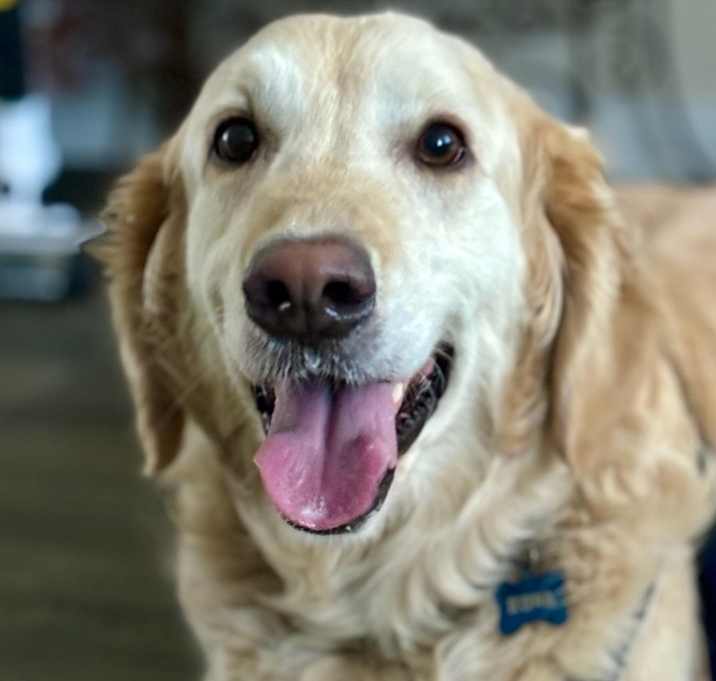 Photo of Kona