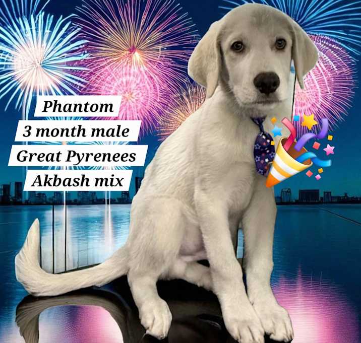 Photo of Phantom