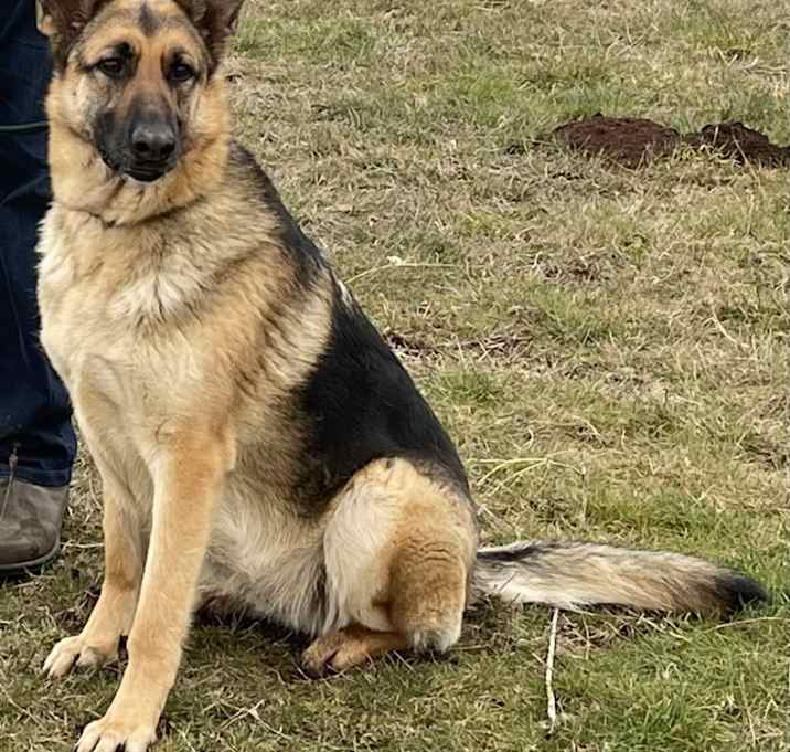 Photo of Moose
