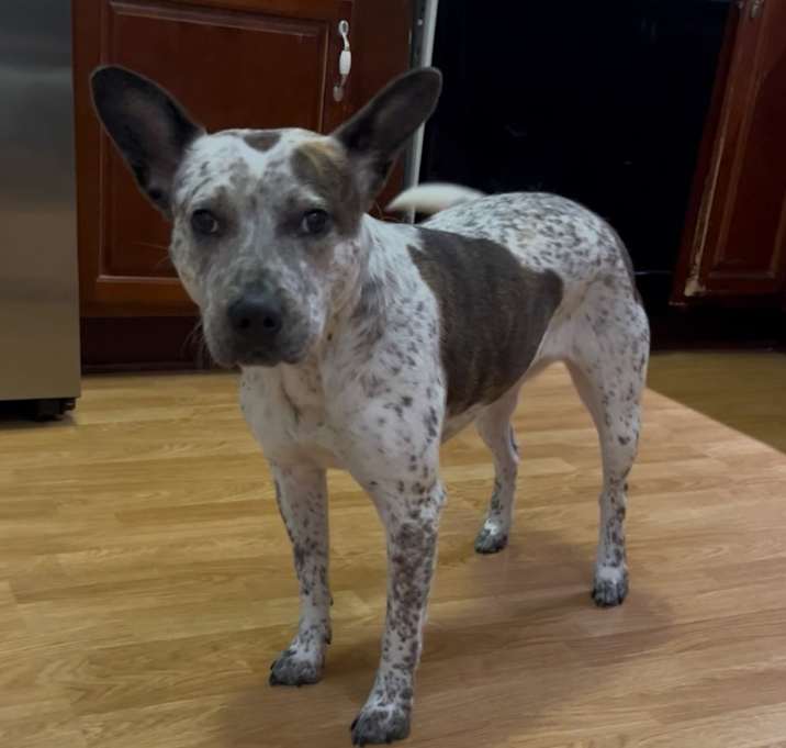 Photo of Misty