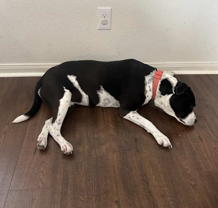 Photo of Bella