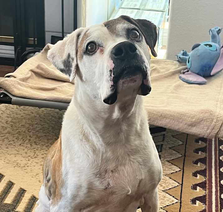 Photo of Stitch