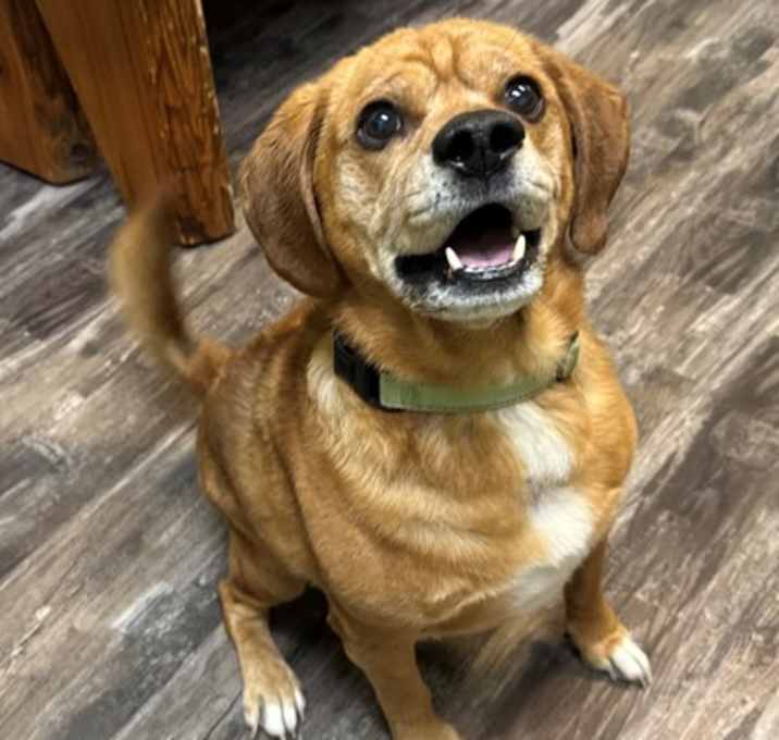 Photo of Ozzie
