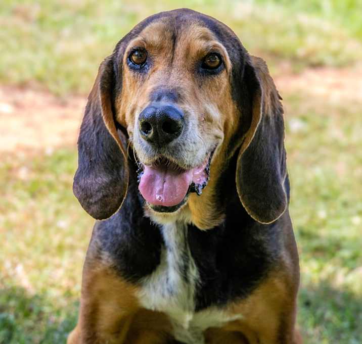 Photo of Colt