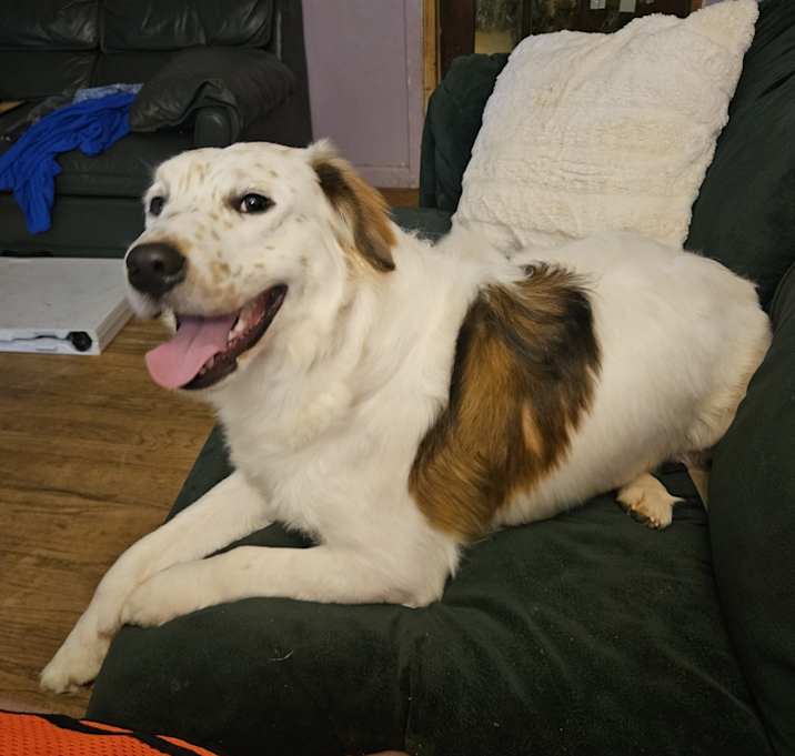 Photo of Archie