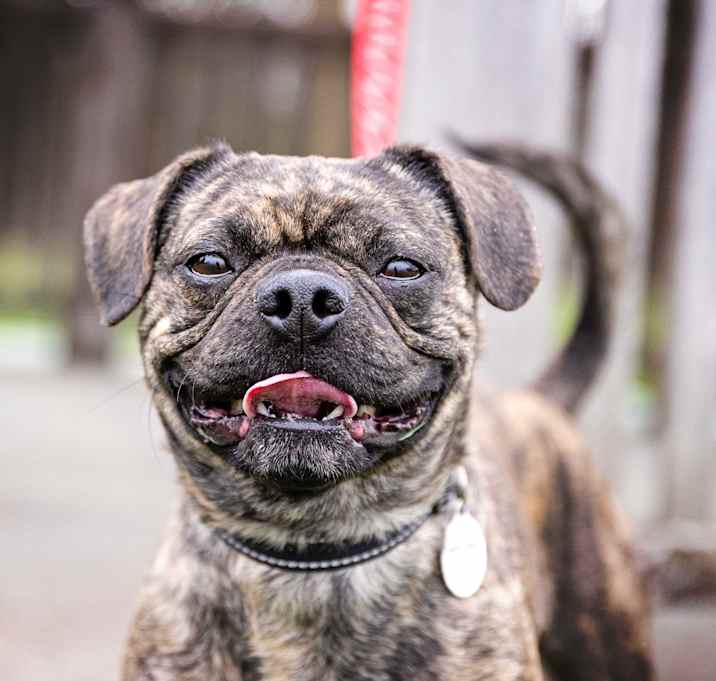 Photo of Roscoe
