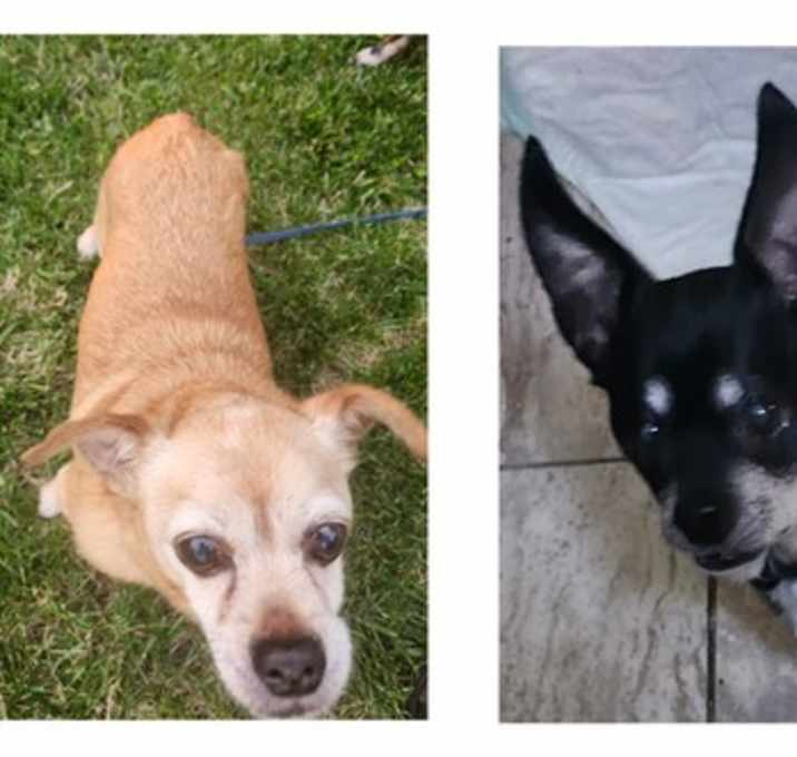 Photo of Brutus and Po (bonded pair)