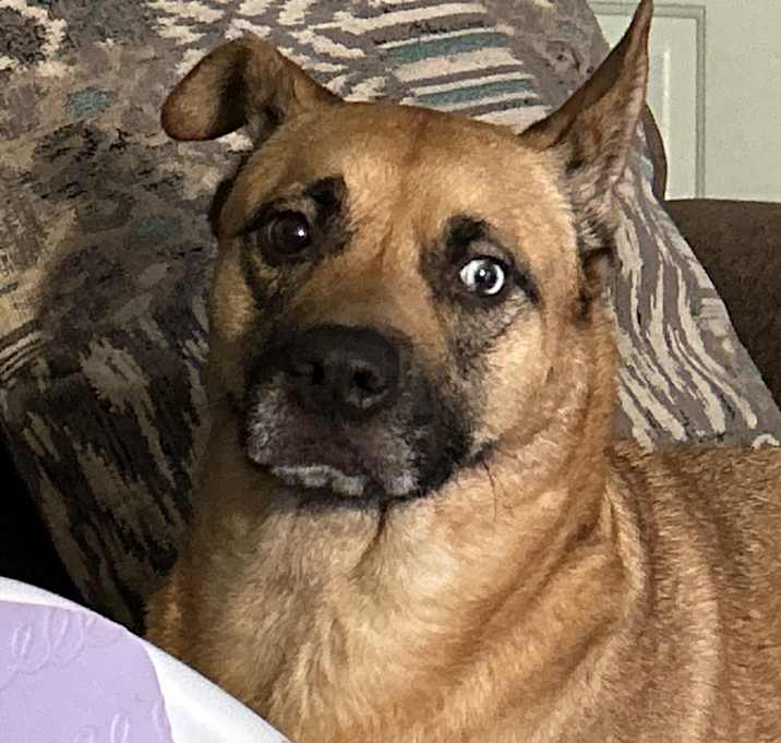 Photo of Cappa