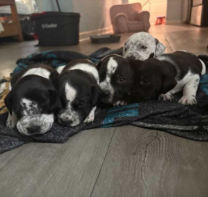 Photo of Puppies
