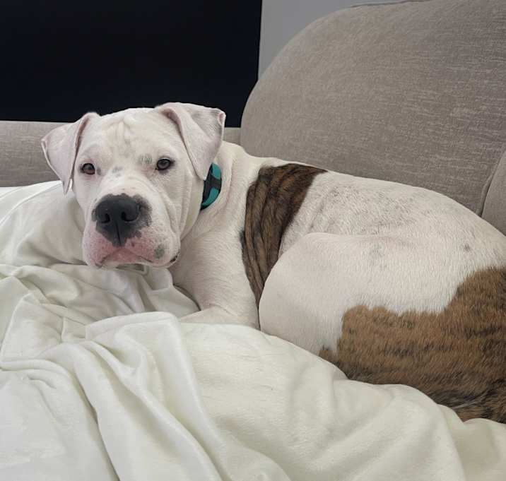 Photo of Hank