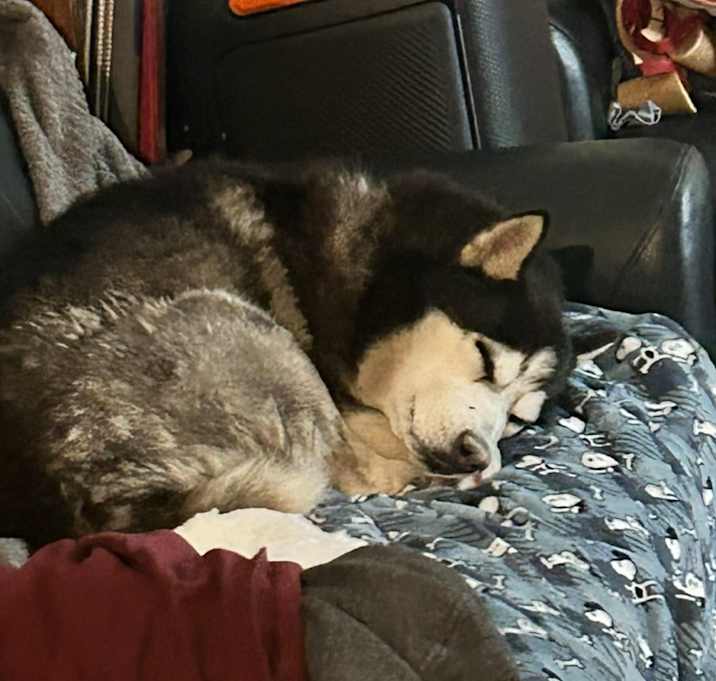 Photo of Haru