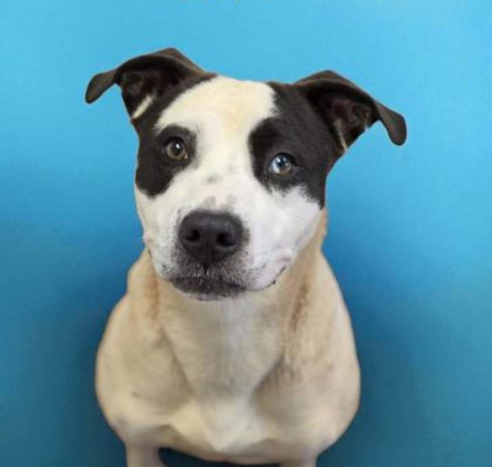 Photo of Domino