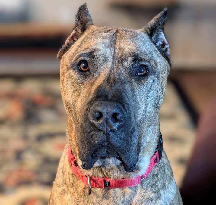 Photo of Birdie