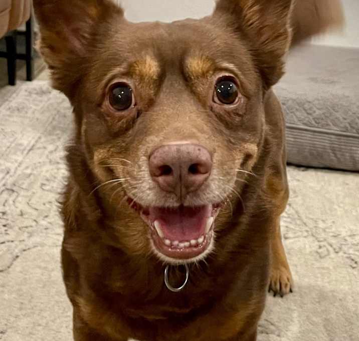 Photo of Brownie