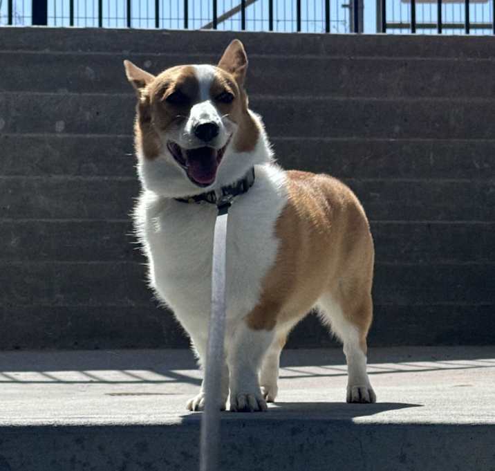 Photo of Coco