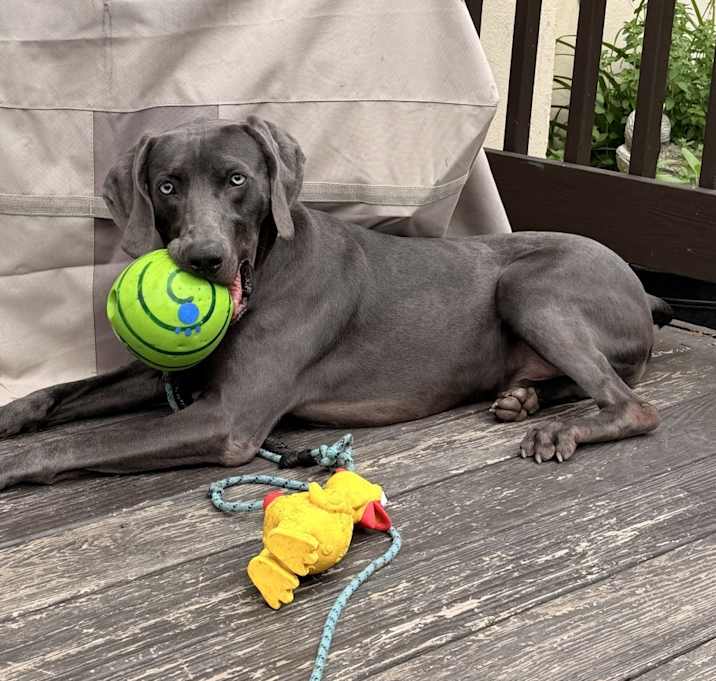 Photo of goose