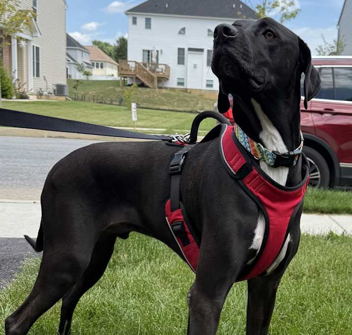Photo of Duke