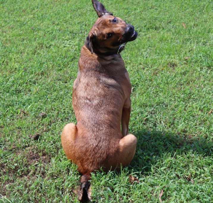 Photo of Nala
