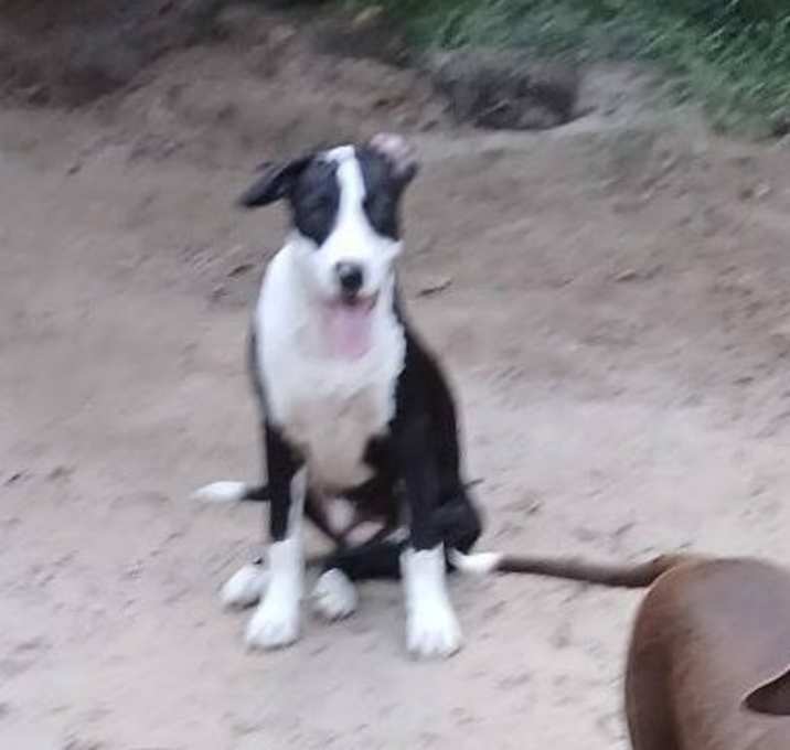 Photo of Tinker