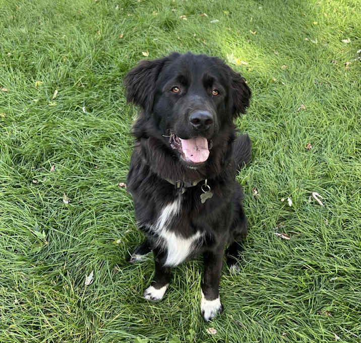 Photo of Hagrid