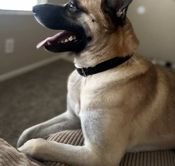 Photo of Baron