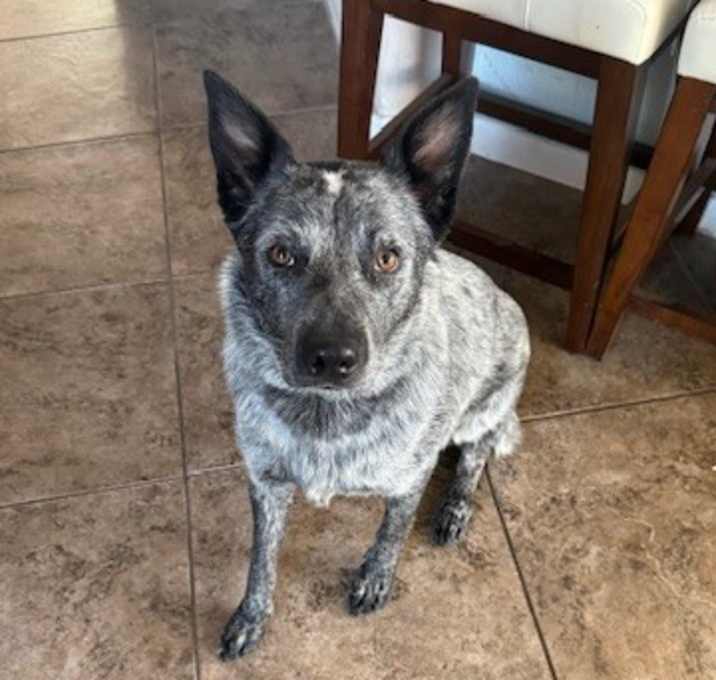 Photo of Milo