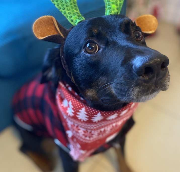 Photo of Grizzly