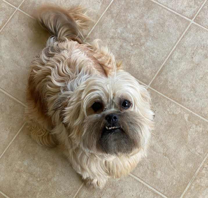 Photo of Appa