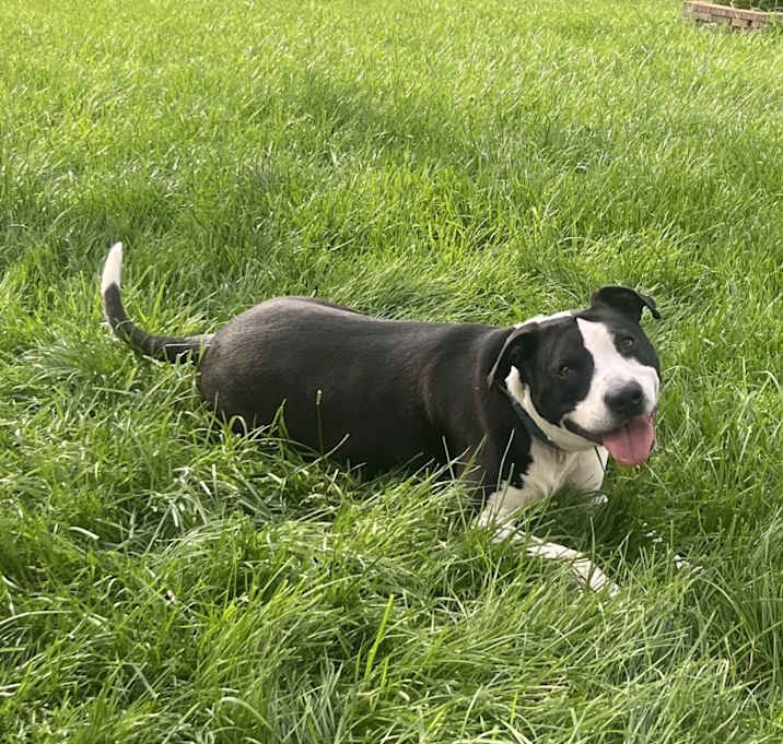 Photo of Cooper