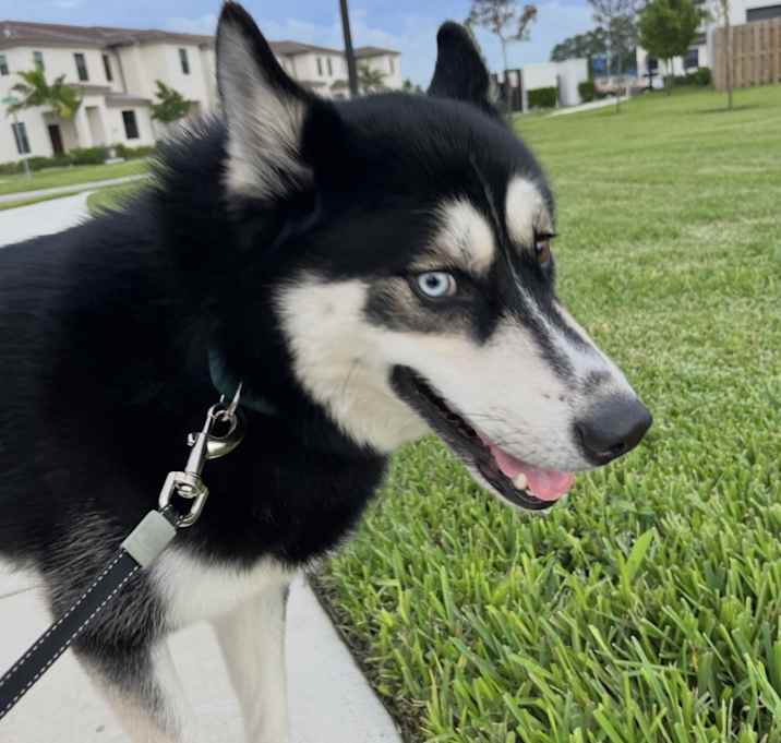 Photo of Simba