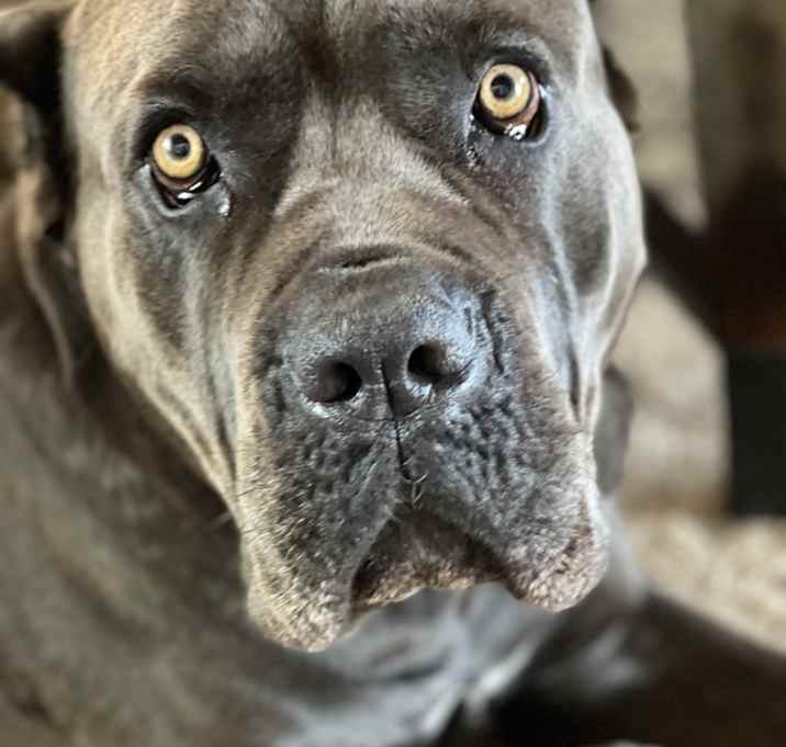 Photo of Rambo