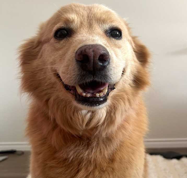 Photo of Maple