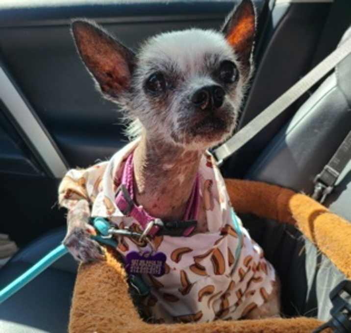 Photo of Tildy