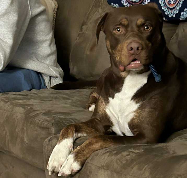 Photo of Bronco