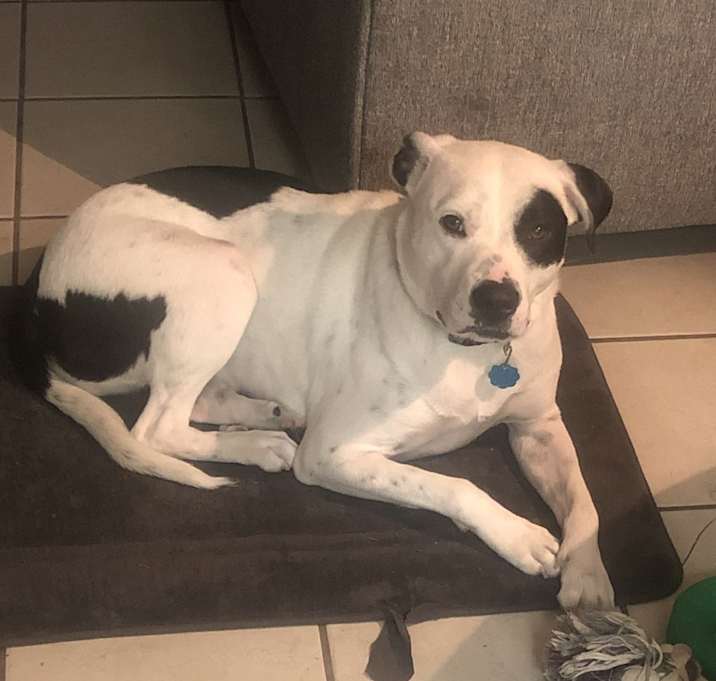 Photo of Goose