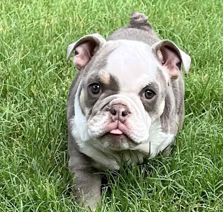 Photo of Norman