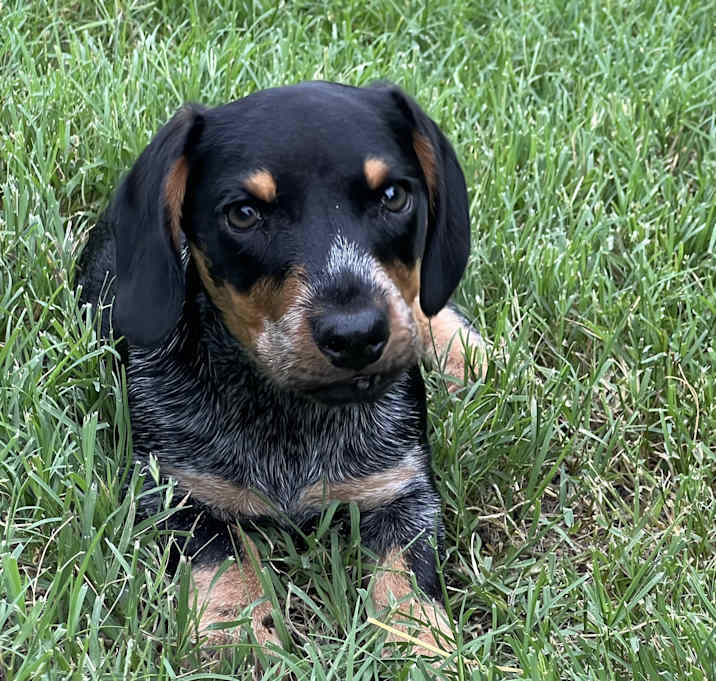 Photo of Oscar
