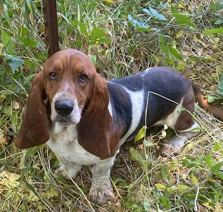 Photo of Eeyore