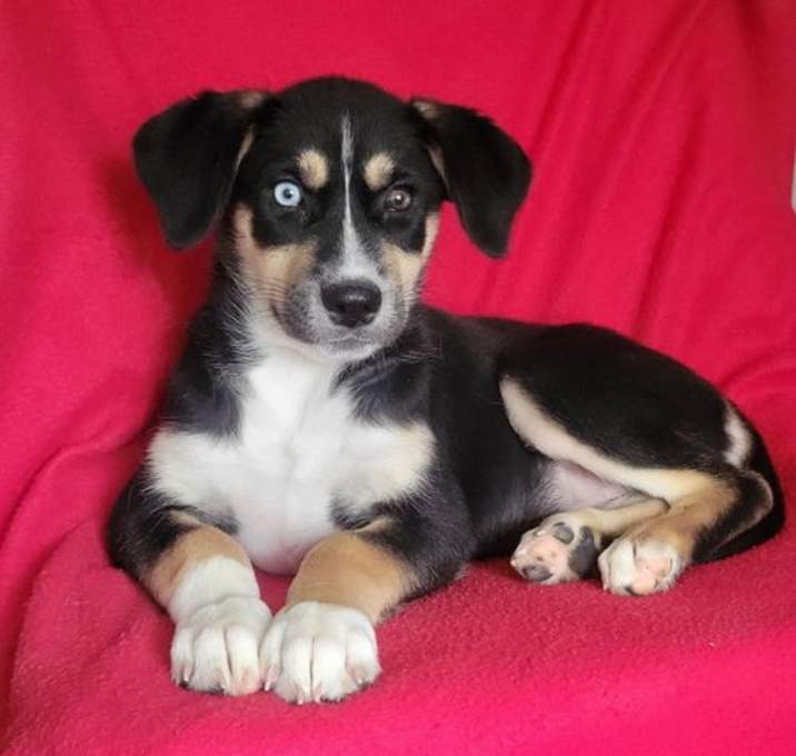 Photo of Nova