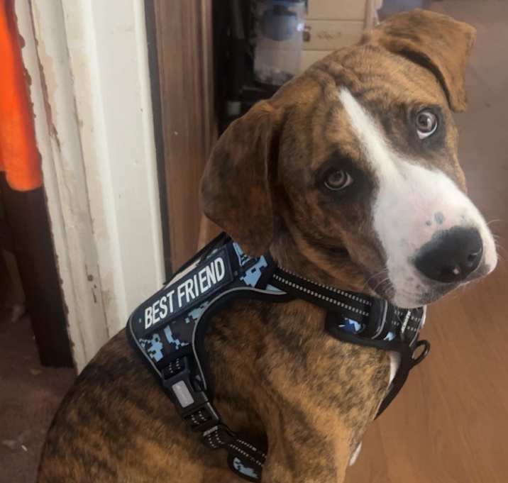 Photo of Copper