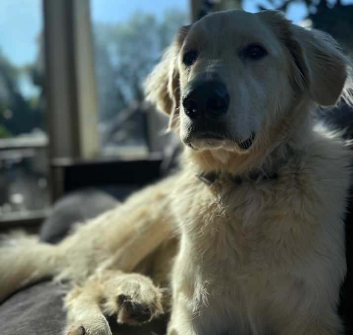 Photo of Moose