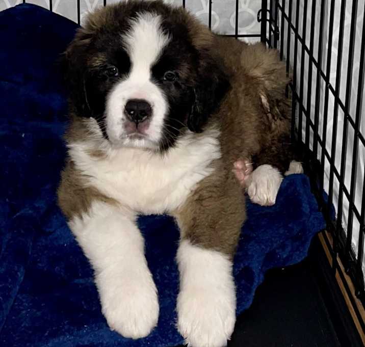 Photo of Lucy