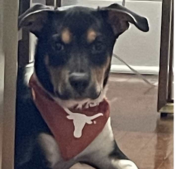 Photo of Kodi