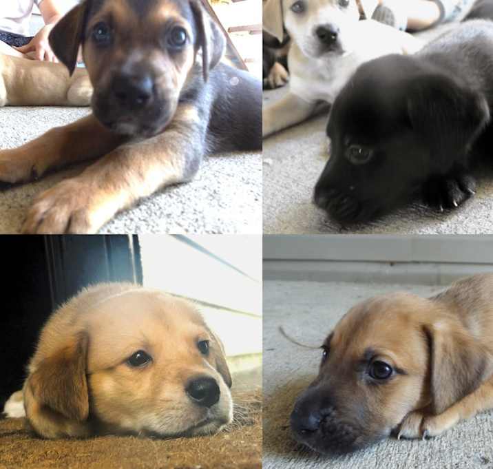 Photo of 8 puppies
