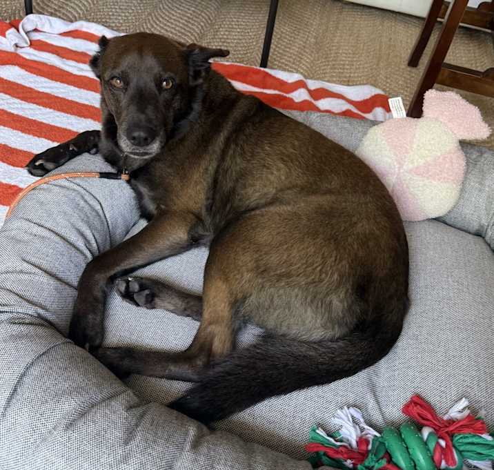 Photo of Goose