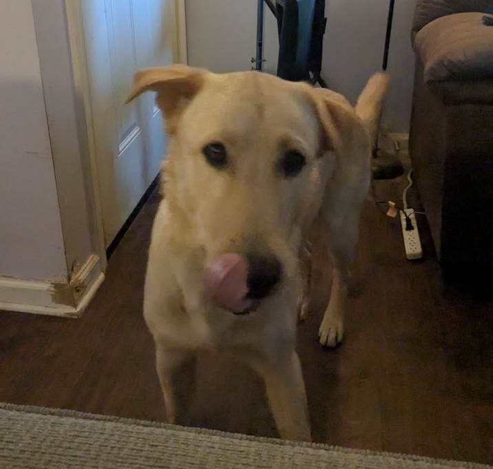 Photo of Bear