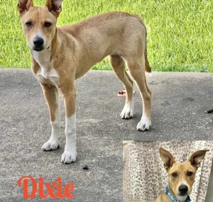 Photo of Dixie