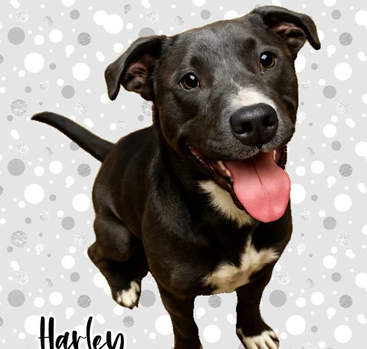 Photo of Harley