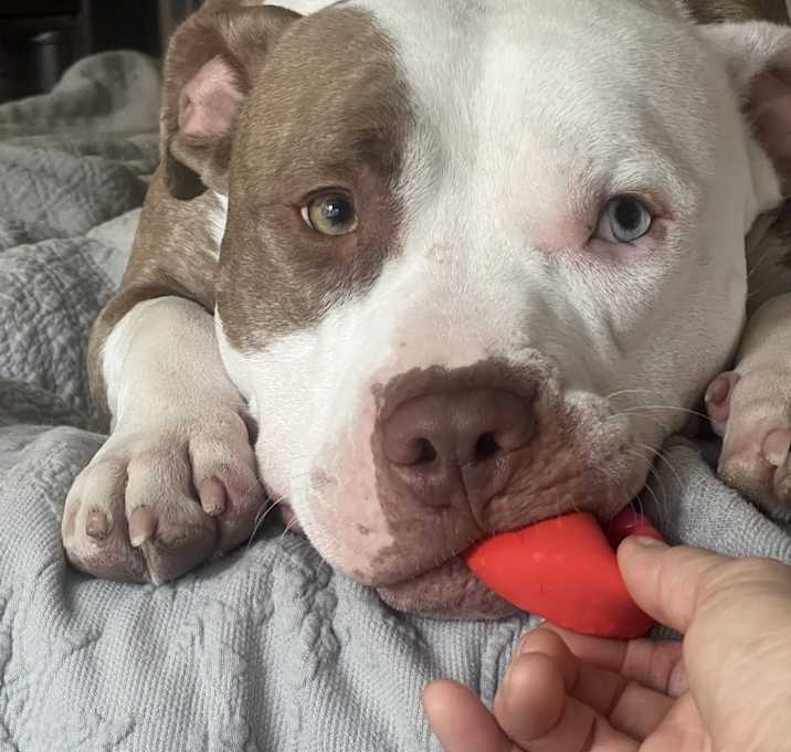 Photo of Rocco