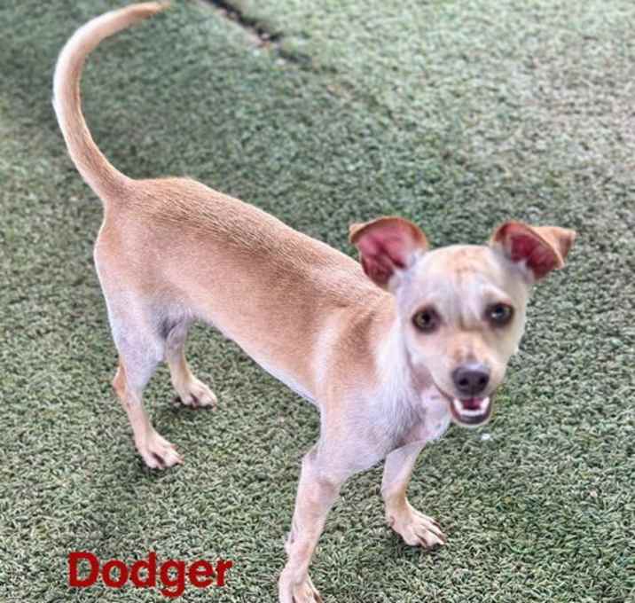 Photo of Dodger